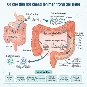 Co Che Tinh Bot Khang Len Men Trong Dai Trang